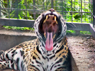 Картинка животные Ягуары зевает ягуар