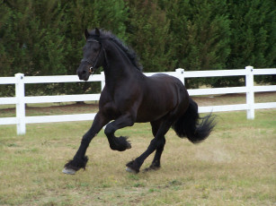 Картинка животные лошади фриз конь лошадь