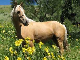 Картинка животные лошади лошадь конь цветы