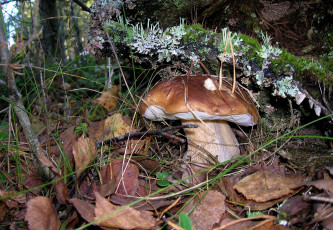 Картинка природа грибы боровик белый гриб листья мох