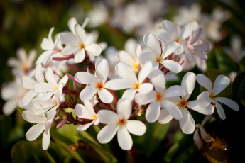 Картинка цветы плюмерия ветка белый экзотика