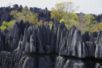 обоя tsingy, de, bemarahas, мадагаскар, природа, камни, минералы, скалы, деревья