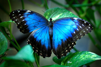 Картинка животные бабочки синий крылья