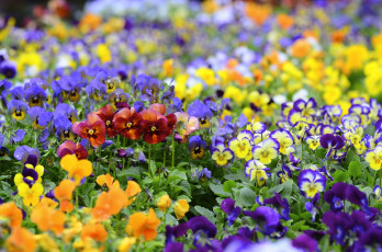 Картинка цветы анютины глазки садовые фиалки разноцветный пестрый много