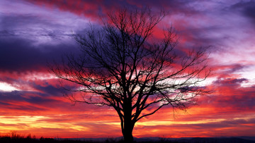 Картинка природа деревья дерево вечер облака