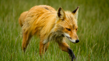 Картинка животные лисы трава зелёный