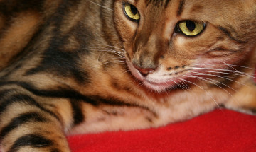 Картинка животные коты bengal cat