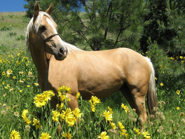 Обои картинки фото животные, лошади, лошадь, конь, цветы