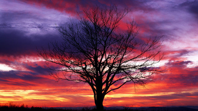 Обои картинки фото природа, деревья, дерево, вечер, облака