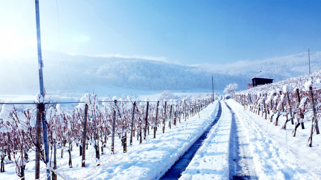 Обои картинки фото природа, дороги, виноградник, снег