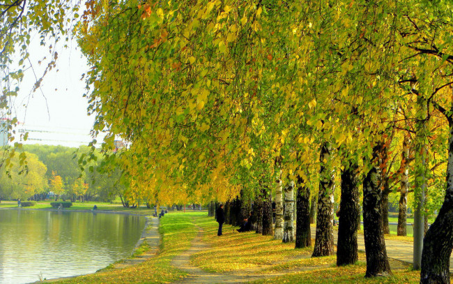 Обои картинки фото природа, деревья, осень, березы, водоем