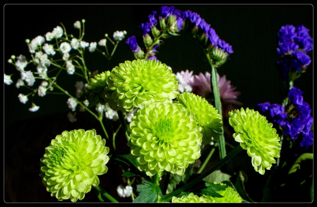 Обои картинки фото цветы, разные, вместе, тёмный, зеленый