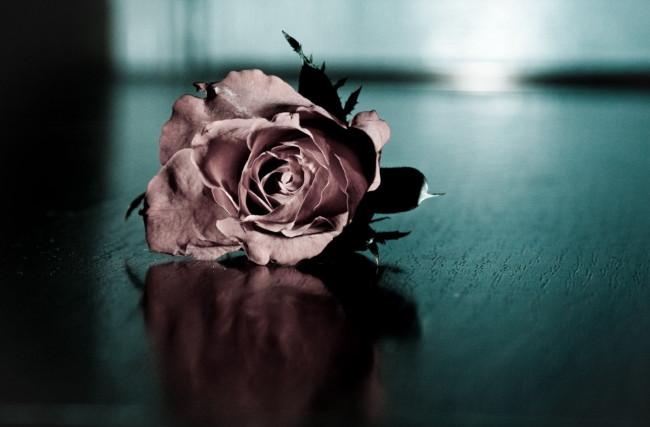 Обои картинки фото цветы, розы, пепел