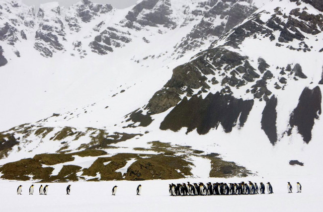 Обои картинки фото животные, пингвины, горы, снег, пингвин