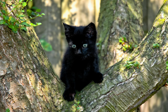 Обои картинки фото животные, коты, дерево, черный, кот