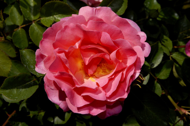 Обои картинки фото цветы, розы, лепестки, яркий, розовый