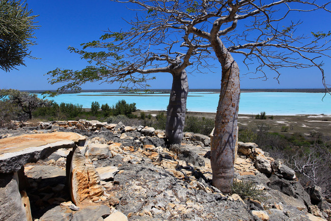 Обои картинки фото мадагаскар, природа, деревья, камни, вода
