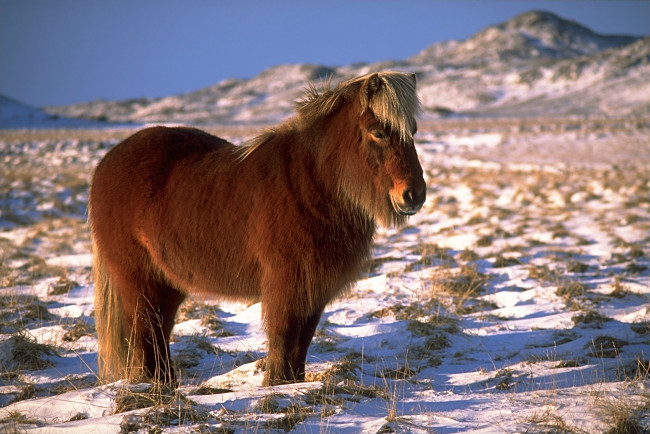 Обои картинки фото животные, лошади, лошадь, якутская