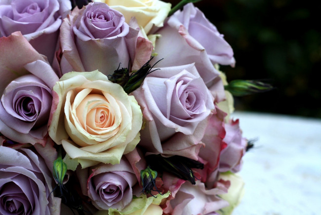 Обои картинки фото цветы, розы, много, лиловый