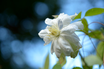 Картинка цветы клематис ломонос белый