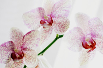 Картинка цветы орхидеи пестрый макро