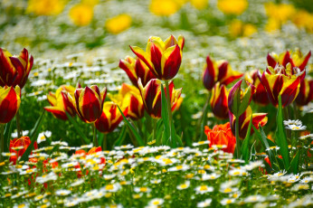 Картинка цветы разные вместе ромашки тюльпаны