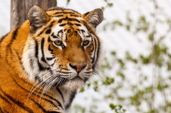 Картинка животные тигры серьезный портрет