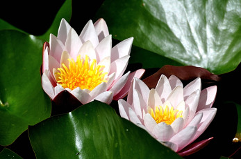 Картинка цветы лилии водяные нимфеи кувшинки бледно-розовый пара