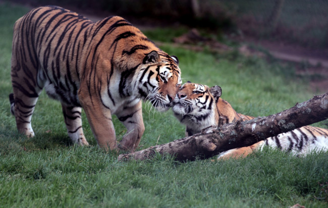 Обои картинки фото животные, тигры, чувства, пара