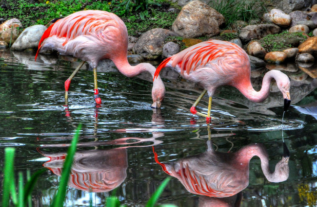 Обои картинки фото животные, фламинго, розовый