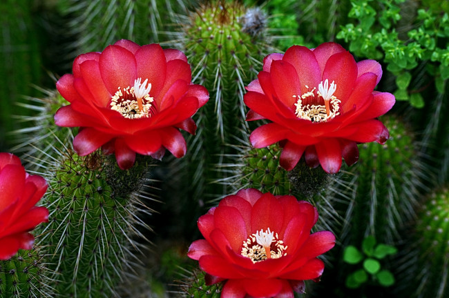Обои картинки фото цветы, кактусы, колючки, красный