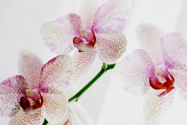 Обои картинки фото цветы, орхидеи, пестрый, макро