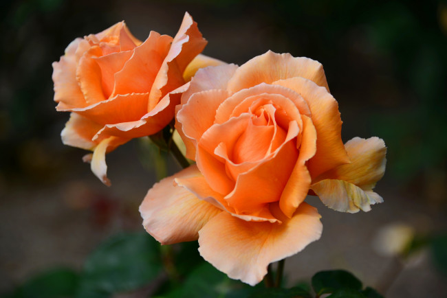 Обои картинки фото цветы, розы, оранжевый
