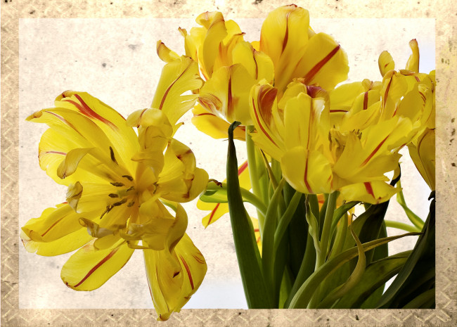 Обои картинки фото цветы, тюльпаны, желтый, букет