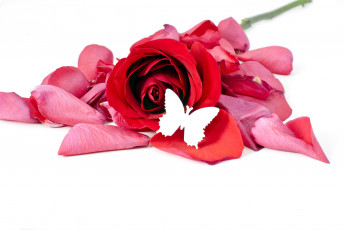 Картинка цветы розы лепестки бабочка розовый алый