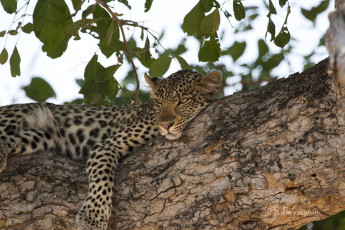 Картинка животные леопарды леопард отдых дерево