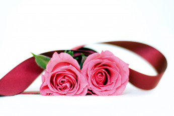 Картинка цветы розы дуэт лента розовый