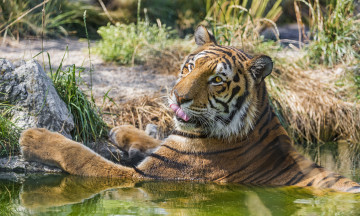 Картинка животные тигры вода купание тигр