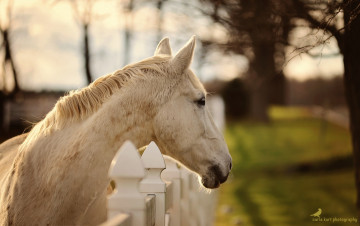 Картинка животные лошади профиль конь ограда