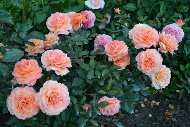 Обои картинки фото цветы, розы, куст, сад
