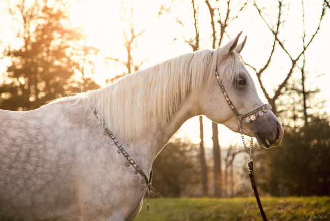 Обои картинки фото животные, лошади, солнце, арабский, конь, серый, грива, свет