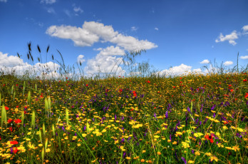 Картинка природа луга трава цветы поле