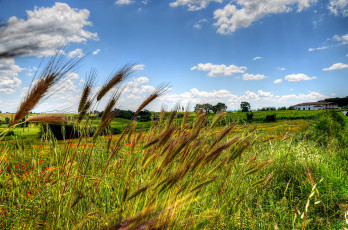 Картинка природа поля трава поле цветы