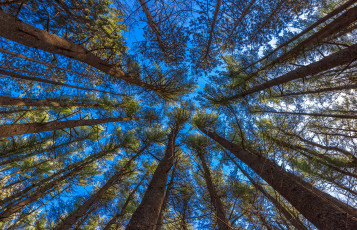 Картинка природа деревья ветки стволы небо лес кроны