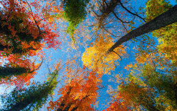 Картинка природа деревья листья небо лес осень
