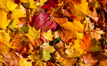 Картинка природа листья autumn leaves осень