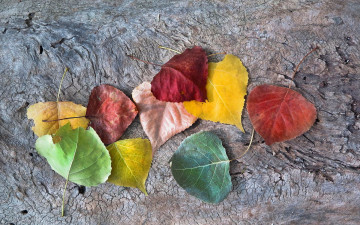 Картинка природа листья autumnal colors leaves fall autumn