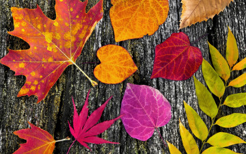 Картинка природа листья дерево осенние wood colorful leaves autumn
