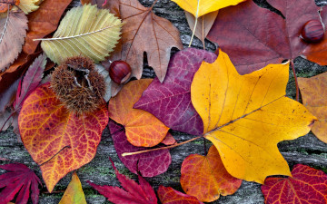 Картинка природа листья осенние colorful leaves autumn