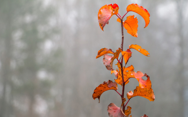 Обои картинки фото природа, листья, осень, туман, ветка, растение